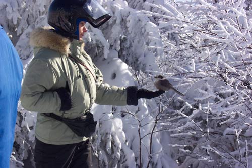 Photo motoneige — Jean Paul Laroche