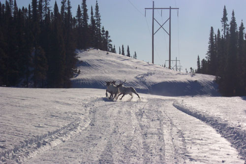 Photo motoneige — Jean Paul Laroche